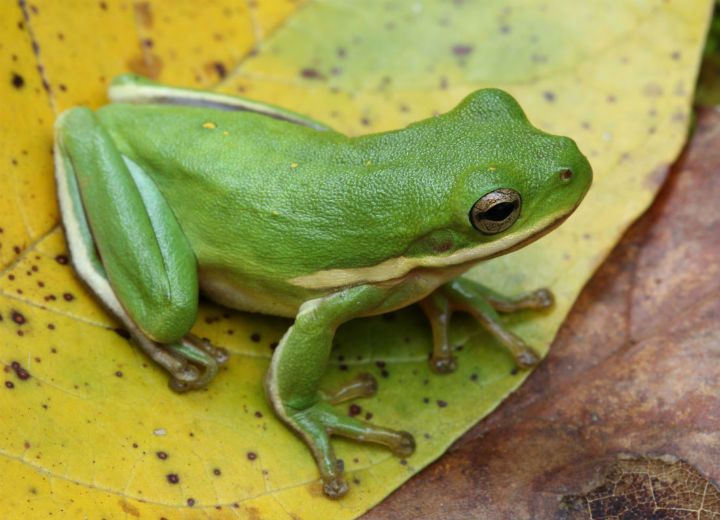 Green Treefrog